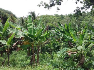 Lot 5 New Forest, Trelawny, Jamaica - Residential lot for Sale